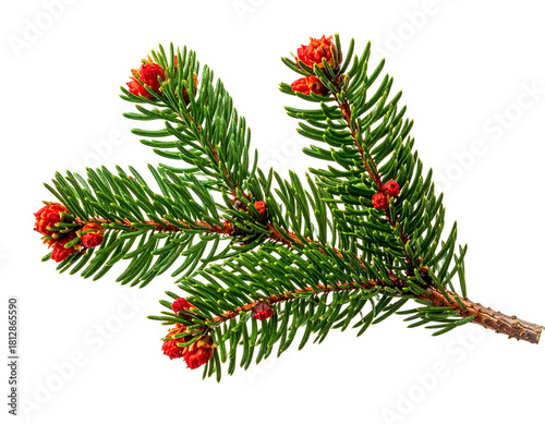 Evergreen branch with red buds against black