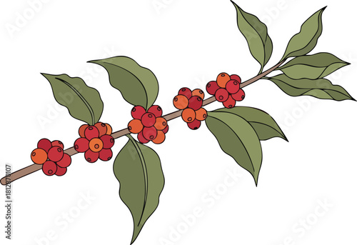 Coffee Branch Illustration with Red Berries and Green Leaves