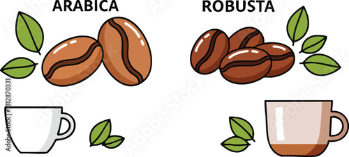 Arabica vs Robusta Coffee Beans Comparison Illustration
