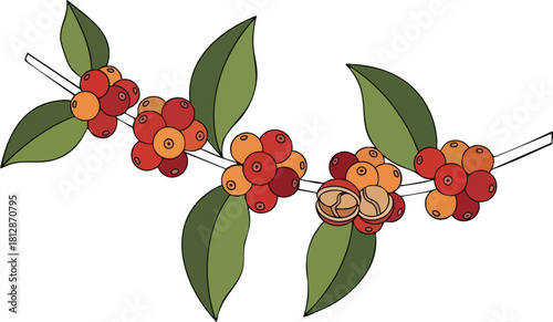 Vibrant Coffee Branch Illustration with Ripe Berries and Green Leaves