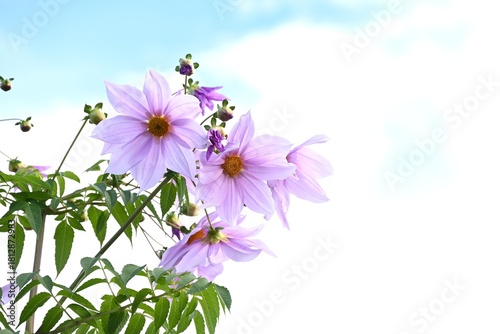 Tableau sur toile Tree dahlia flowers