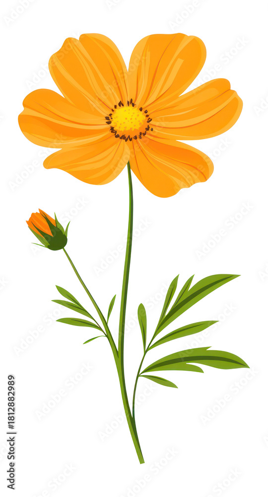 Fototapeta premium PNG An orange wildflower clip art illustration design asteraceae.