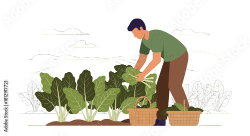 A Gardener Harvesting Fresh Greens for a Bountiful Crop Illustration