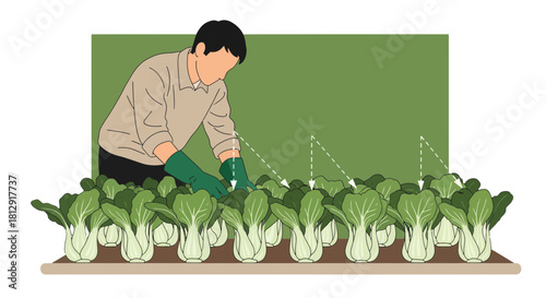 A Gardener Harvests Bok Choy in a Cultivated Area with Green Rubber Gloves and Care