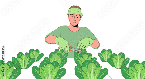 A Gardener Trimming Lettuce in His Garden with a Minimalist, Colored Illustration