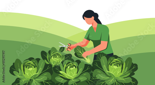 A Gardener Trims Green Cabbages in the Field, Harvesting a Fresh Crop