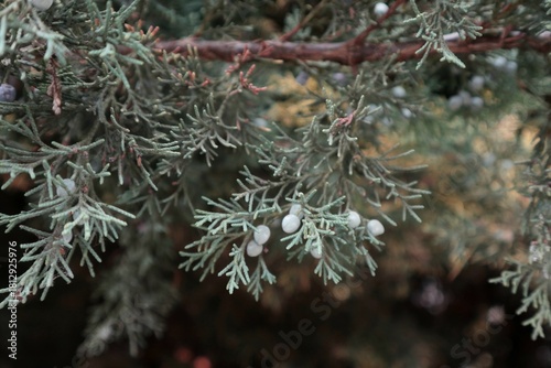 yellow and green Christmas tree branches 