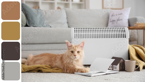Cute Maine Coon cat with bo...