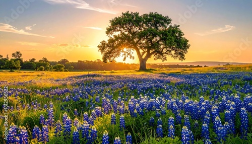Bluebonnet Field Sunset.