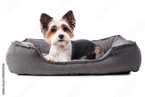 Cute Biewer Terrier dog lyi...