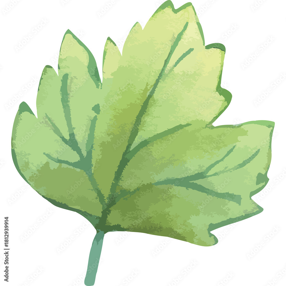 Fototapeta premium Light Green Parsley Leaf With Transparent Background and Watercolor Texture