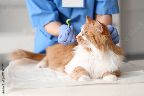 Foto Veterinarian with tick extractor removing parasite from cat in vet clinic