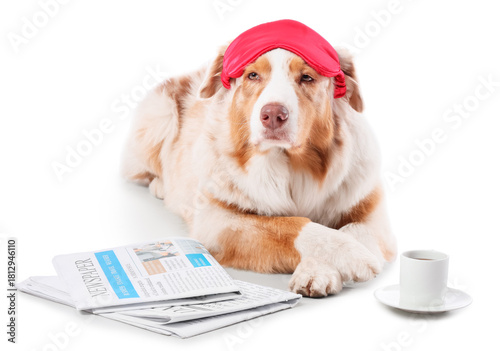 Cute Australian Shepherd do...