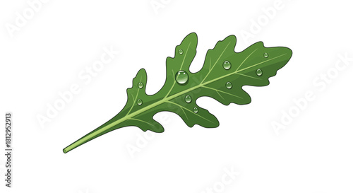 Arugula Leaf With Water Droplets On Black Background, Botanical Composition Isolated