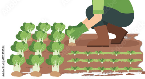 Cultivating Bok Choy Harvesting: Illustration of Gardener's Work to Collect Greens
