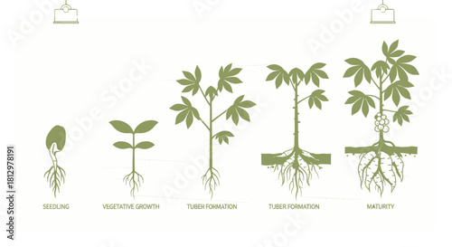 Diagram Illustrating Cassava Plant Growth Stages From Seedling to Maturity