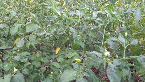 Bird's Eye Chili Tree Grow