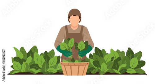Farmer Harvests Fresh Spinach From Garden, Collecting Greens in Basket, Black Background