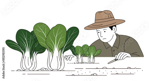 Farmer Inspecting Harvest, Bok Choy, Agriculture Illustration On Black Backdrop Design