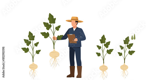 Farmer Inspecting Plants with Jicama Roots, Agriculture, and Sustainable Farming