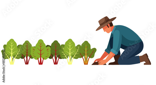Farmer Planting Chard in Garden: A Vibrant Illustration of Agricultural Labor and Cultivation