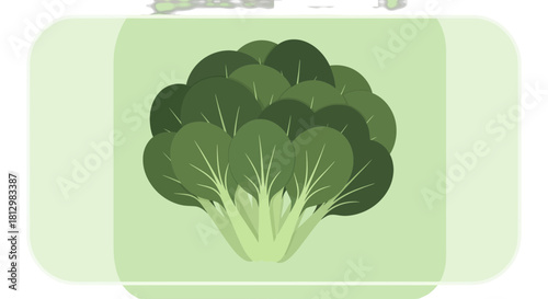 Fresh Bok Choy Illustration Against a Muted Green Backdrop with Rounded Corners Design