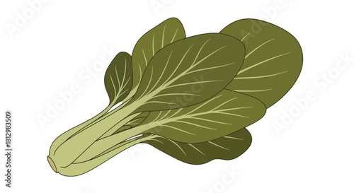 Fresh Bok Choy Isolated On Black Background, Digital Illustration Focus Vegetable Nutrition