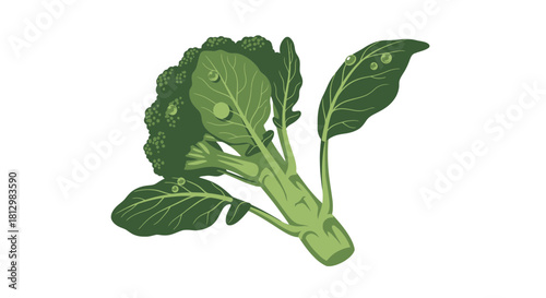 Fresh Broccoli On Black Background Vector illustration Of Healthy Food