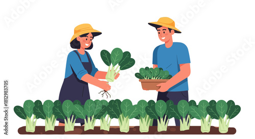 Farmers Harvesting Pak Choi Vegetables On The Farm With A Black Background