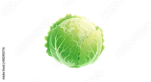 Fresh Cabbage Head Against a Black Backdrop Depicting Lush And Vibrant Greenery
