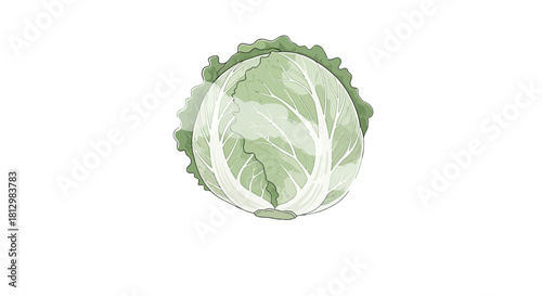 Fresh Cabbage Illustration on Black Background Ready For Culinary and Health Designs
