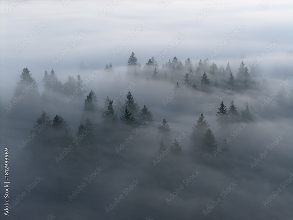 Naklejka premium Morning fog drifts through a scenic, forested Pacific Northwest landscape near Portland, Oregon. Fog and mist forms when moist air cools to its dew point, causing water vapor to condense.
