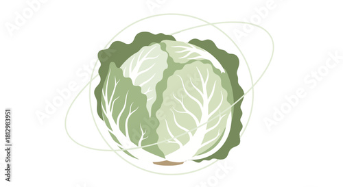 Fresh Cabbage Isolated on Black Background with White Graphic Elements