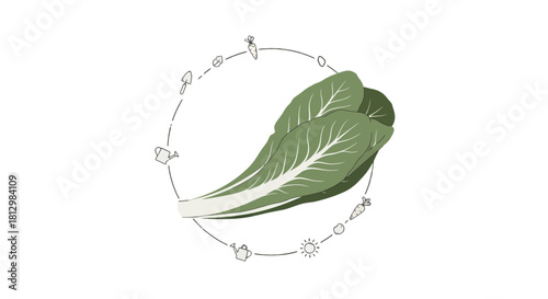 Fresh Farm Harvest of Bok Choy Conceptualized Within a Circular Framework