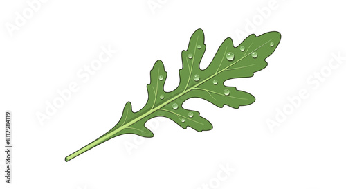 Fresh Dewy Arugula Leaf Isolated On Black Background, Digital Illustration of Nature