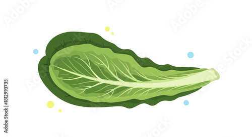 Fresh Isolated Romaine Lettuce Leaf Against A Deep Black Background