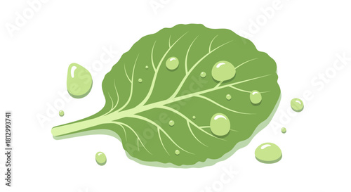 Fresh Leaf With Drops of Water on Black Background, Minimalist Healthy Concept