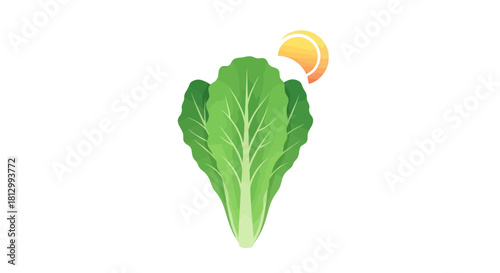 Fresh Lettuce and Sun Illustration on a Black Backdrop for Culinary, Health, and Nutrition