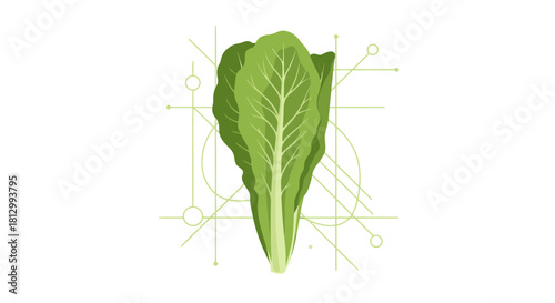 Fresh Lettuce Arrangement with Geometric Precision against a Dark Noir Background