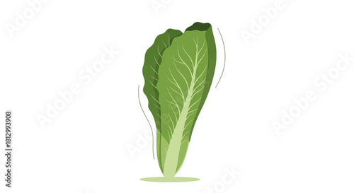 Fresh Lettuce Illustration on Black Background Ideal for Culinary or Vegetarian themes