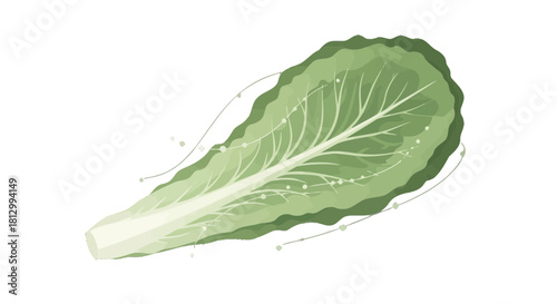 Fresh Lettuce Leaf On Black Background Illustration for Health and Culinary Concepts