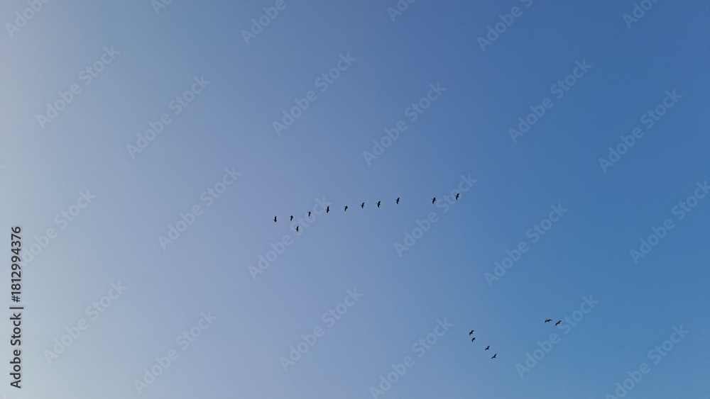Obraz premium flock of birds flying in formation against clear blue sky