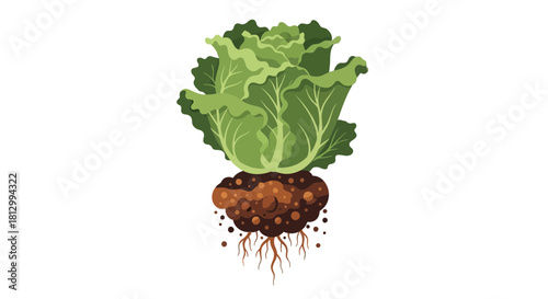 Freshly Harvested Cabbage From The Earth With A Deep Black Background