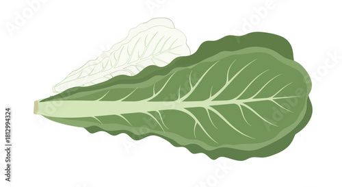 Fresh Lettuce Leaves Illustration with Green and White Colors on a Black Background