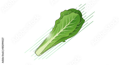 Fresh Lettuce Leaves Illustration Over Black Background With Graphic Geometric Linear Aspects