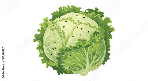 Freshly Harvested Cabbage Isolated Against Black Background is Ready to Eat