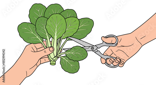 Freshly Harvested Greens Being Expertly Chopped with Scissors for Delicious Culinary Creations