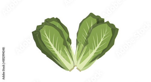 Fresh Lettuce Leaves on Black Background: A Healthy and Natural Food Concept