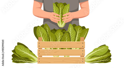 Freshly Harvested Romaine Lettuce in Wooden Crate Showing Organic and Healthy Produce