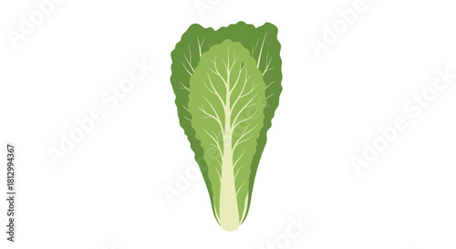 Fresh Lettuce Leaves on Black Background: A Simple and Fresh Digital Illustration